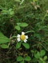 Galinsoga quadriradiataÃÂ is a species of flowering plant in theÃÂ which is known by several common names includingÃÂ shaggy soldier